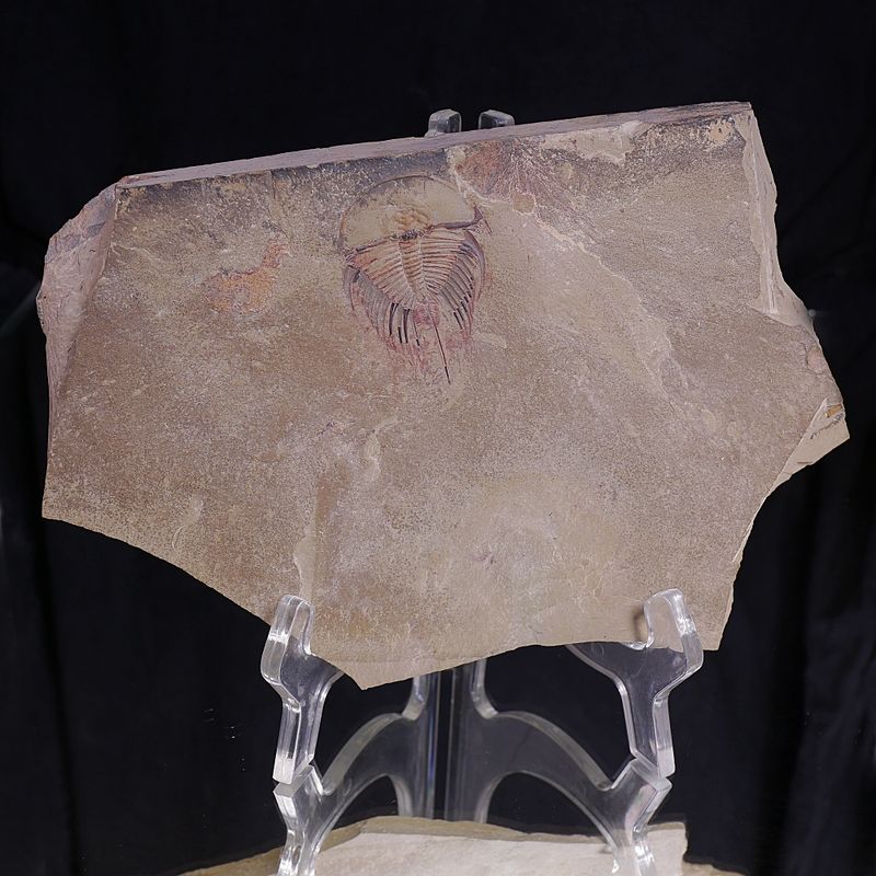 Olenellus fowleri Trilobite – Lower Cambrian, Nevada, (Ex. Ricardo Levi-Setti Collection)