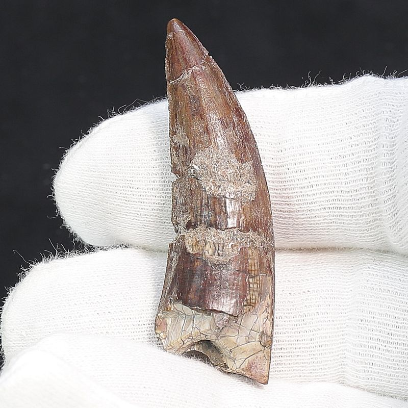 Suchomimus Tooth 