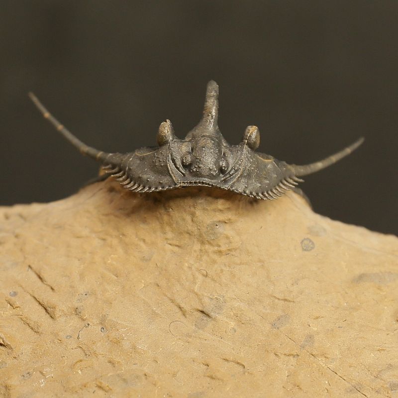 Kettneraspis prescheri Trilobite – Finely Prepared Devonian Fossil (4 cm)