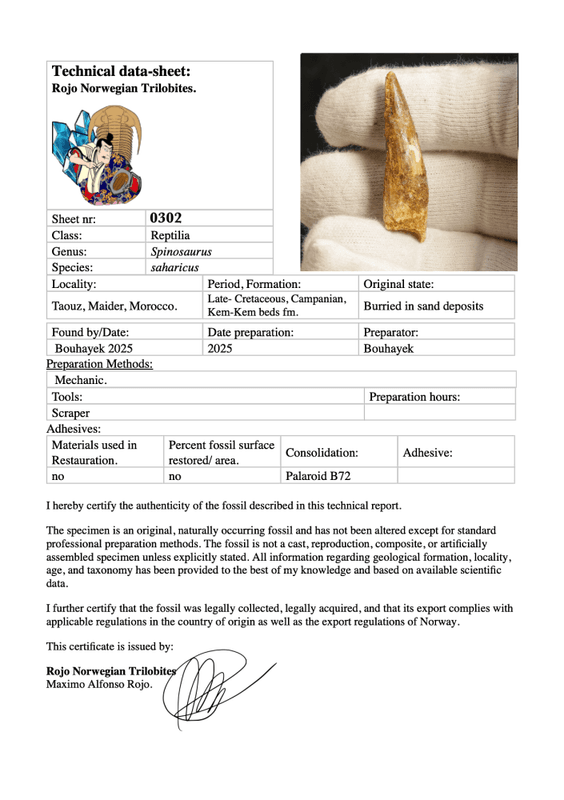 Dinosaur Teeth Spinosaurus Sp.
