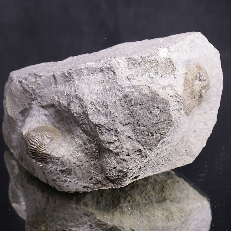  Double Scabriscutellum hammadi Trilobite – Lower Devonian, Morocco