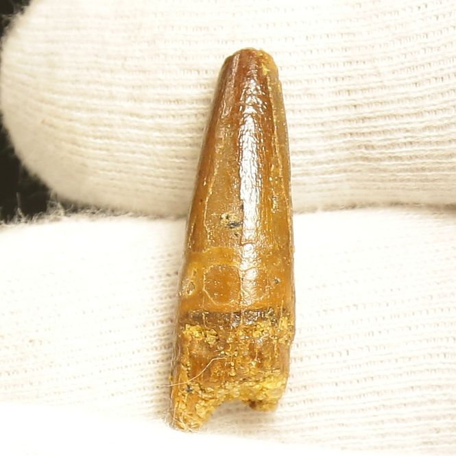 Main Image Dinosaur Teeth Spinosaurus Saharicus. 3 cm