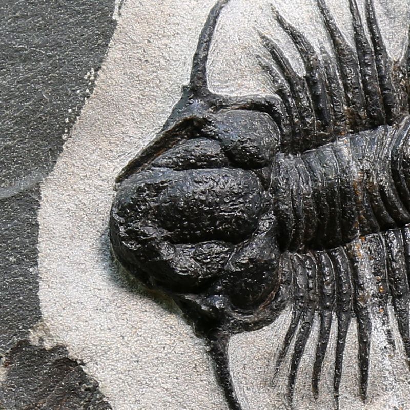 Trilobite Acanthopyge sp from Morocco.