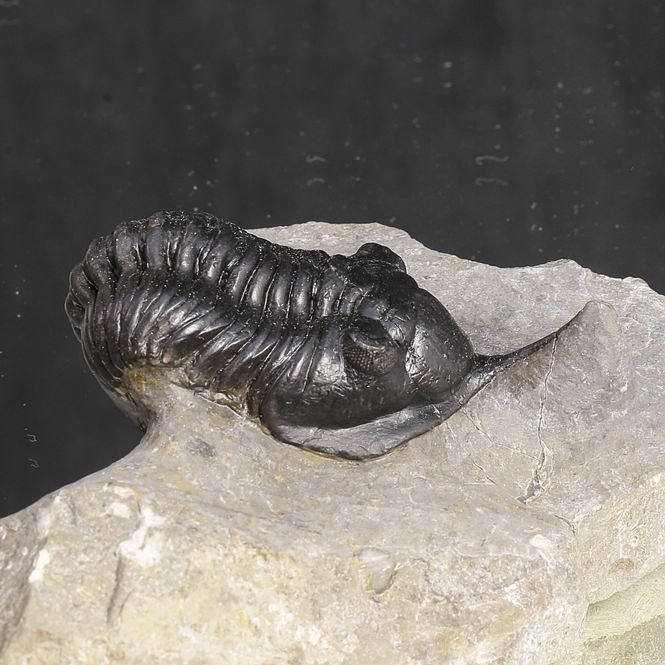 Main Image Morocconites Trilobite – “The ...