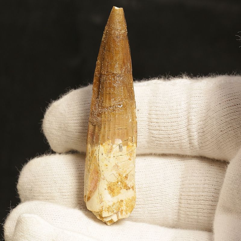 Dinosaur Teeth Spinosaurus Sp.