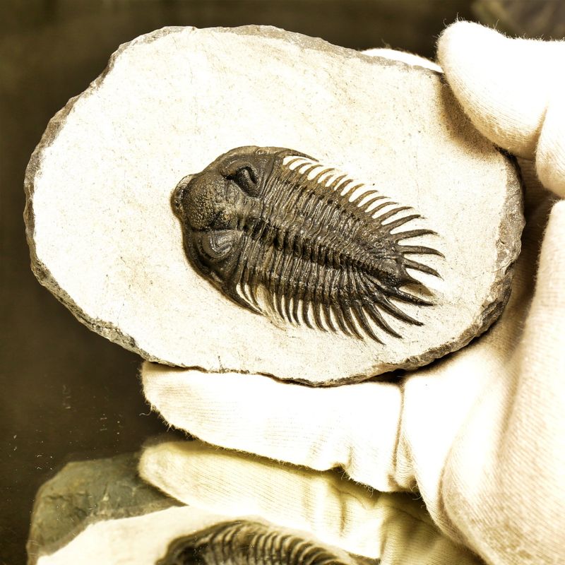  Reserved! Saharops Trilobite – Spiny Asteropyginae from Morocco (7 cm)