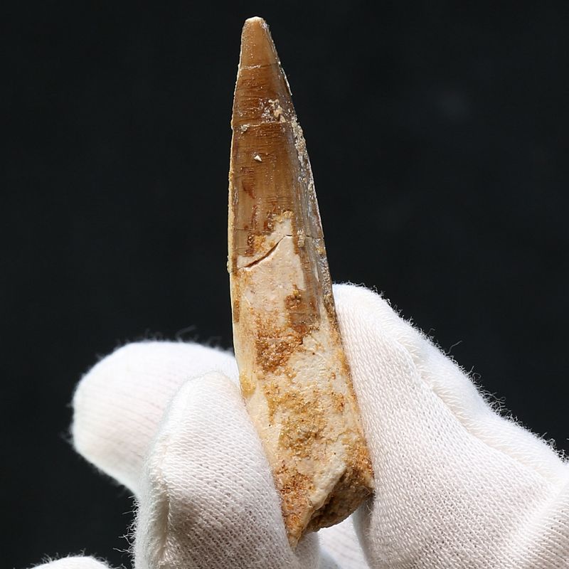 Dinosaur Teeth Spinosaurus Sp.