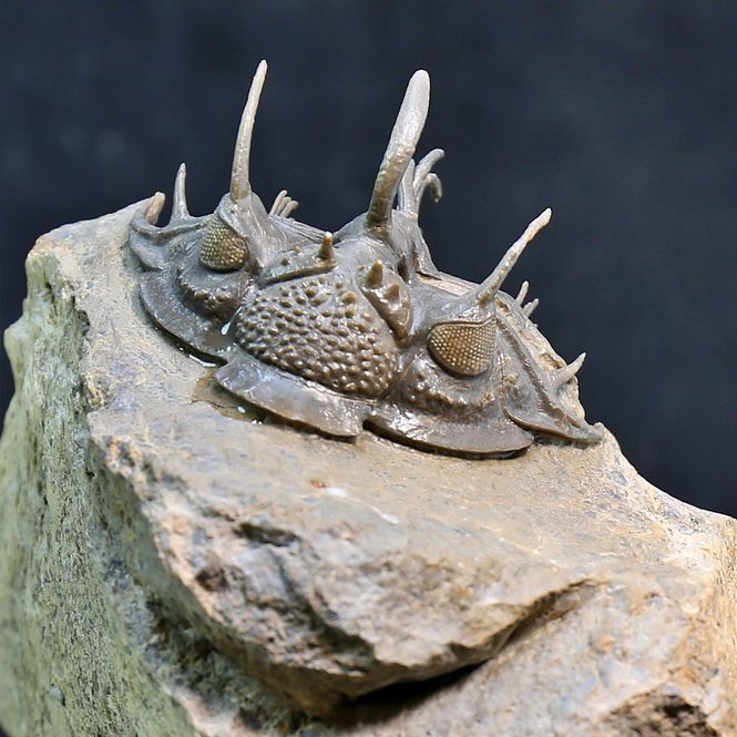 Main Image Spiny trilobite Comura from Morocco.