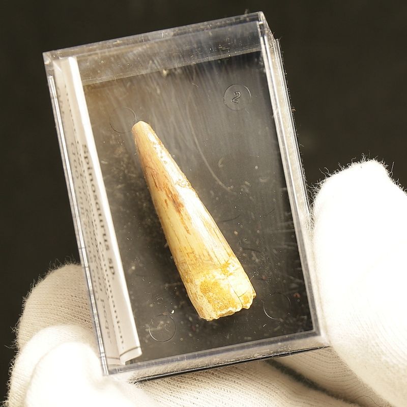 Dinosaur Teeth Spinosaurus Saharicus. 4 cm