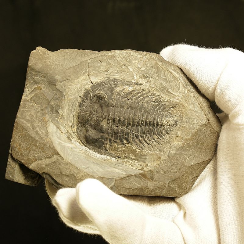  Sold, Holmia sp. Trilobite – Rare Lower Cambrian Norwegian Specimen (5.5 cm)