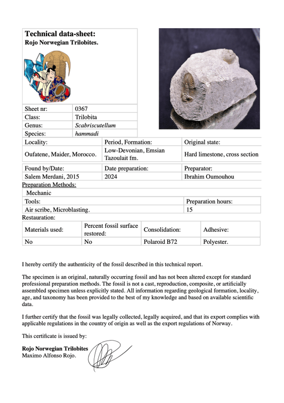  Double Scabriscutellum hammadi Trilobite – Lower Devonian, Morocco
