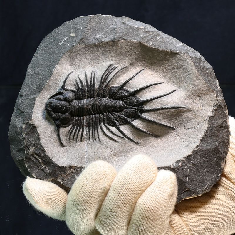 Trilobite Acanthopyge sp from Morocco.
