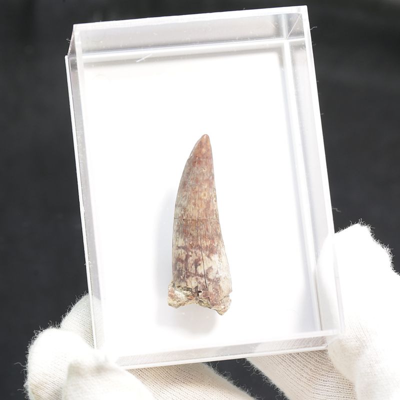 Suchomimus Tooth 