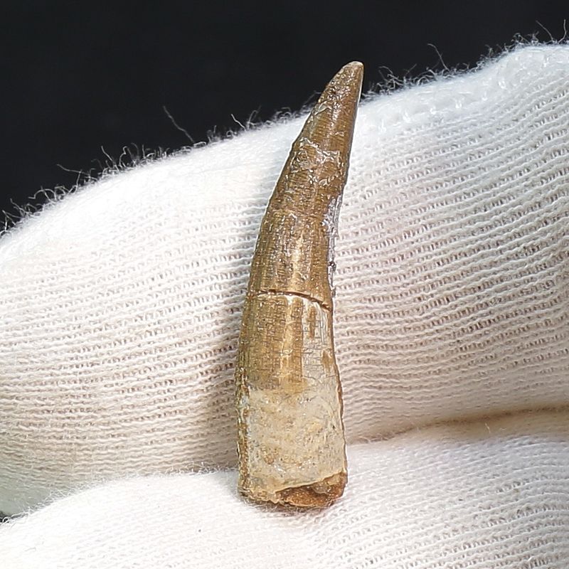 Suchomimus Tooth 