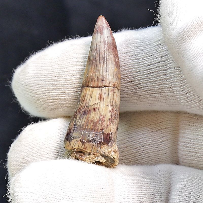 Suchomimus Tooth 