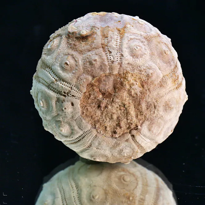 Main Image Fossil sea urchin from Morocco.