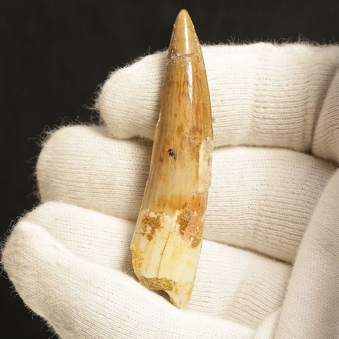 Main Image Dinosaur Teeth Spinosaurus Saharicus. 6,5 cm