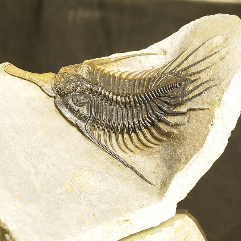 Psychopyge angeles Trilobite – Large Spiny Asteropyge, Issoumour (12 cm)