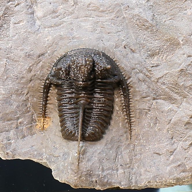 Main Image Trilobite Cyphaspis from Morocco.
