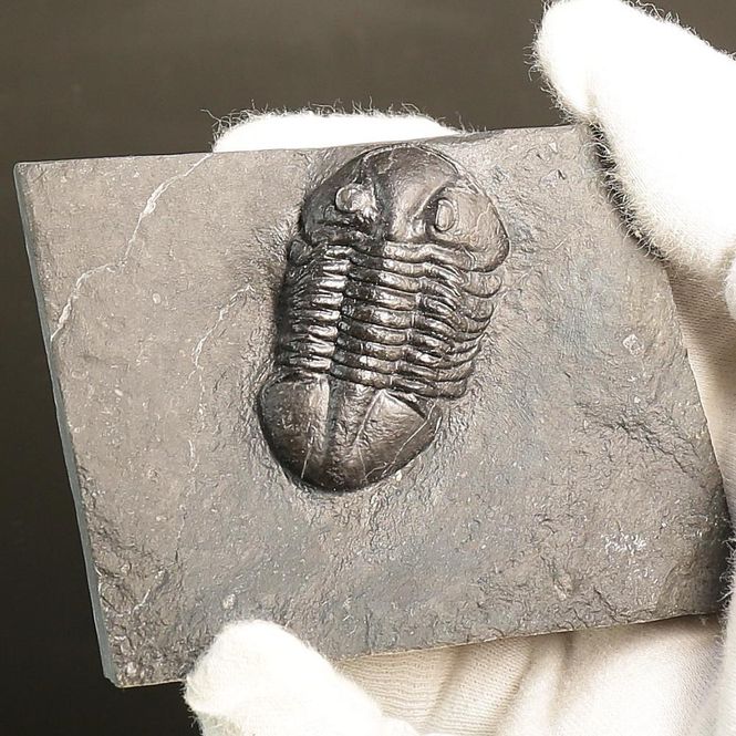 Main Image Asaphus expansus Trilobite – Lower ...