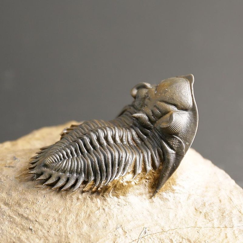 Metacanthina issomourensis Exquisitely Prepared Devonian Fossil from Issoumour (5 cm)