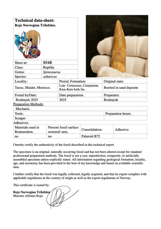 Dinosaur Teeth Spinosaurus Sp.