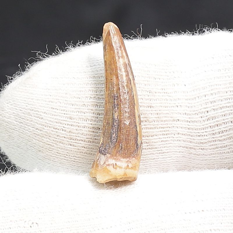 Suchomimus Tooth 