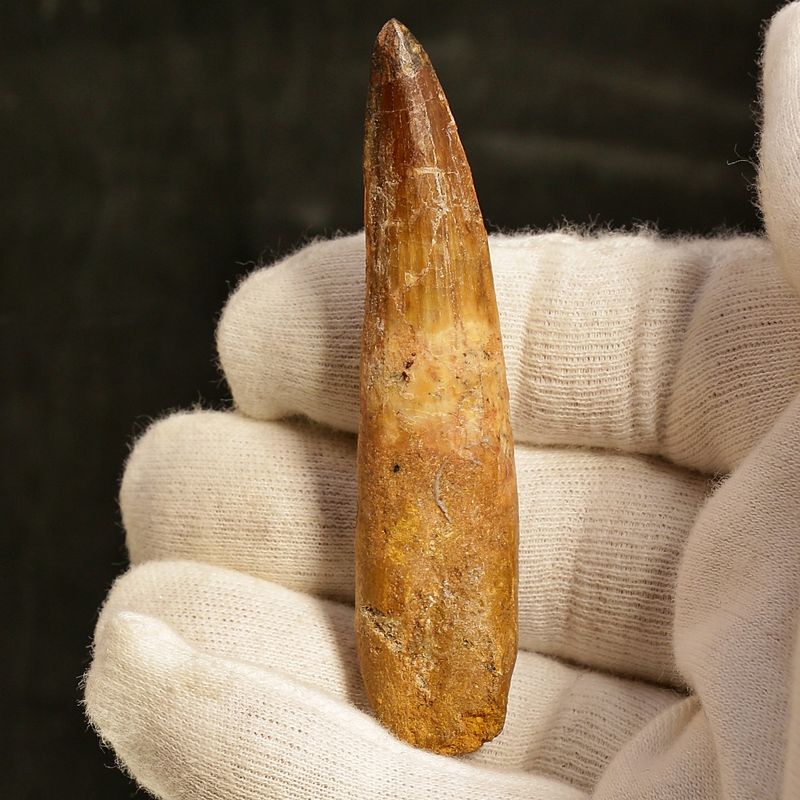 Dinosaur Teeth Spinosaurus Sp.