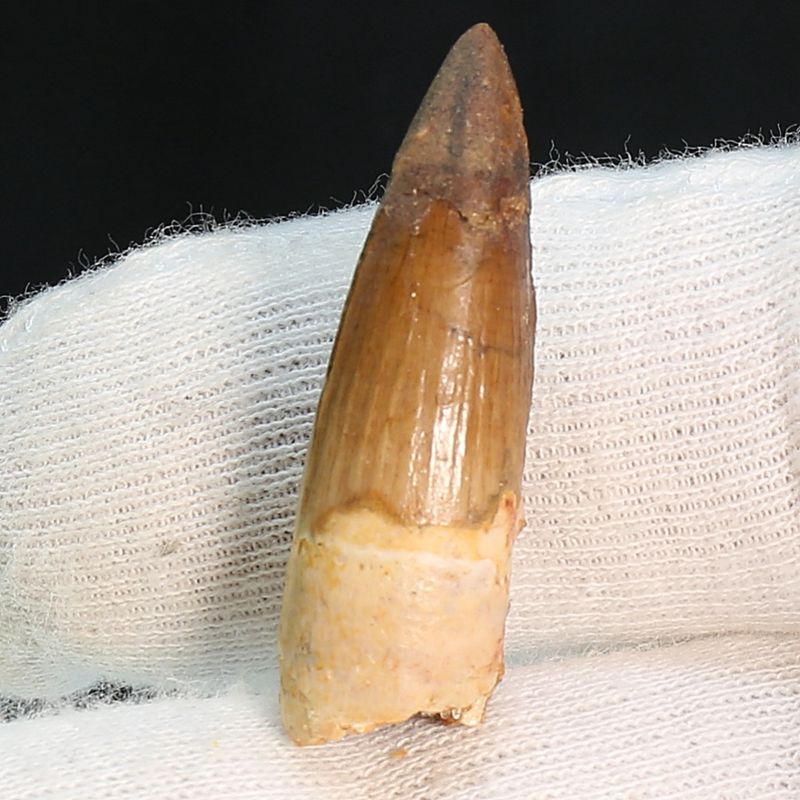 Dinosaur Teeth Spinosaurus Sp.