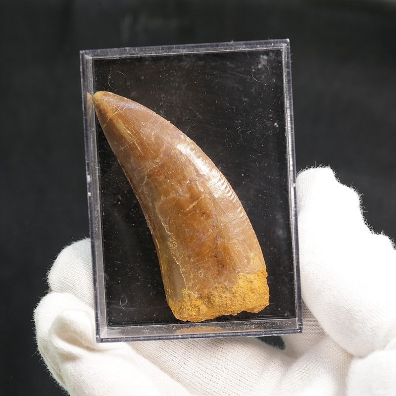 Carcharodontosaurus Tooth  (7 cm)