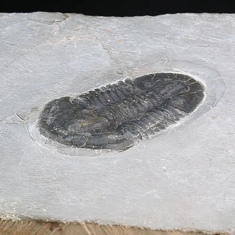  Trilobite Asaphiscus from U.S.A.