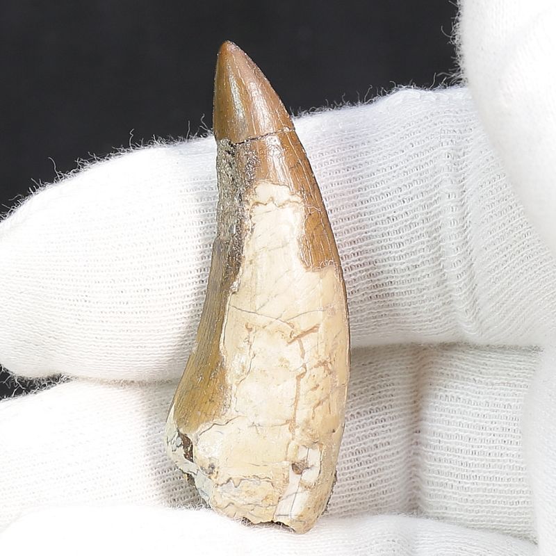 Suchomimus Tooth 