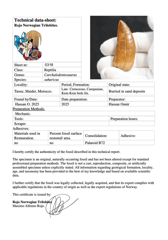 Carcharodontosaurus Tooth (6 cm) – Giant Apex Predator from the Kem Kem Group, Morocco