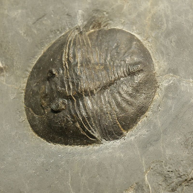 Sold! Exceptional Ptychopyge sp.