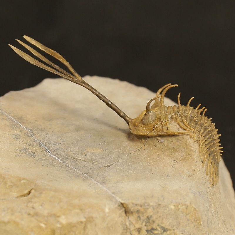 Walliserops trifurcatus Trilobite – Spiny Devonian Fossil from Morocco (8 cm)