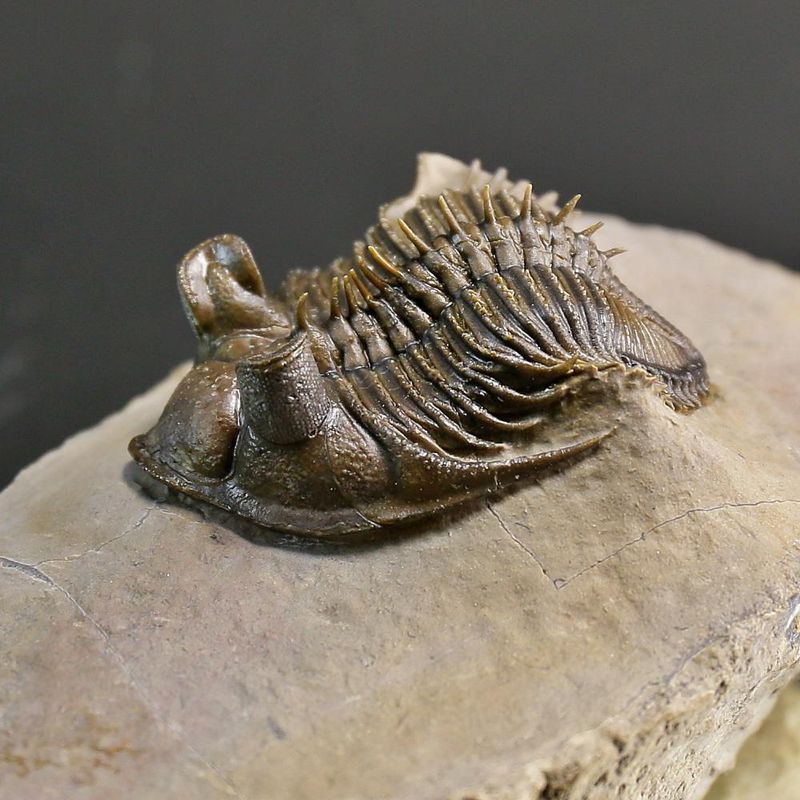  Erbenochile erbeni Trilobite ,Tower Eyed Devonian trilobite  (5 cm)