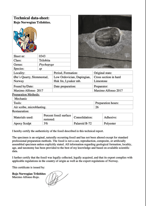 Sold, Ptychopyge sp. Trilobite – Large Norwegian Museum Specimen (7 cm)
