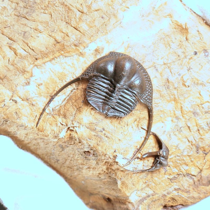 Onnia Trilobite – Ordovician Fossil with Spines, Morocco (3 cm)