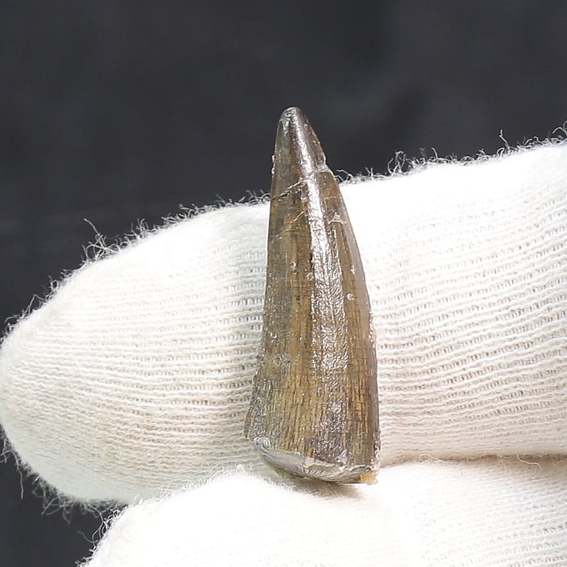Suchomimus Tooth 