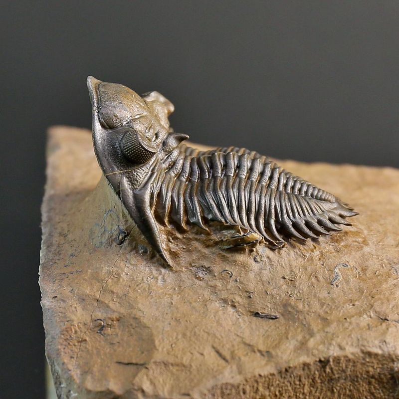 Metacanthina issomourensis Exquisitely Prepared Devonian Fossil from Issoumour (5 cm)