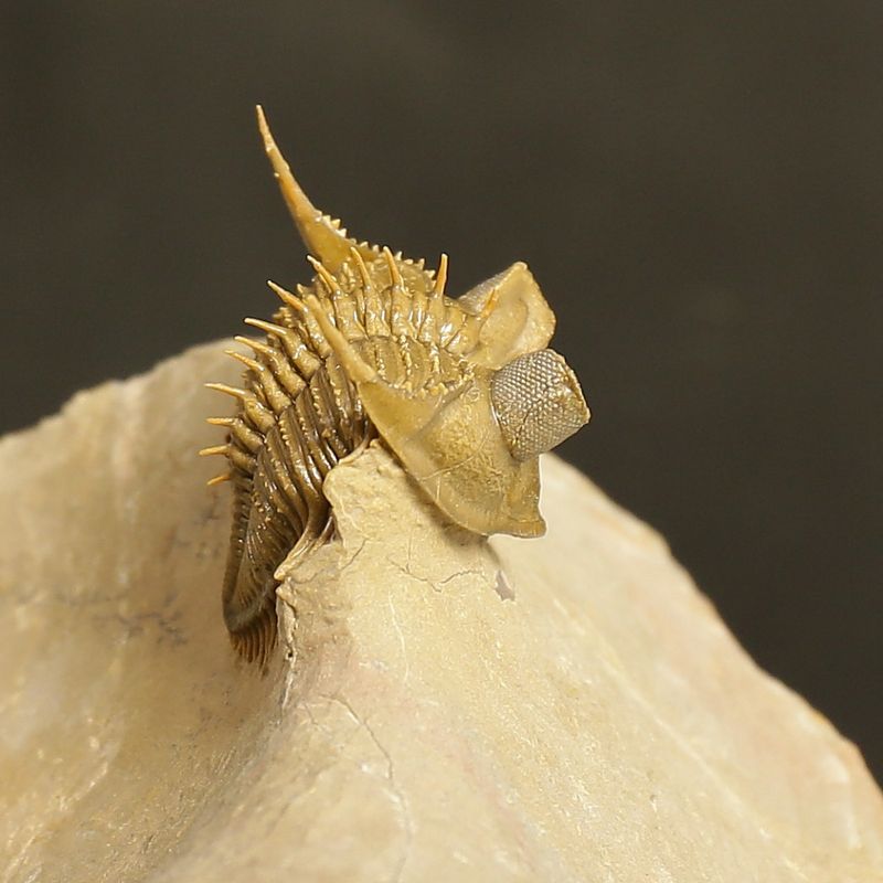 Erbenochile erbeni Trilobite – Tower-Eyed Devonian  (4 cm)