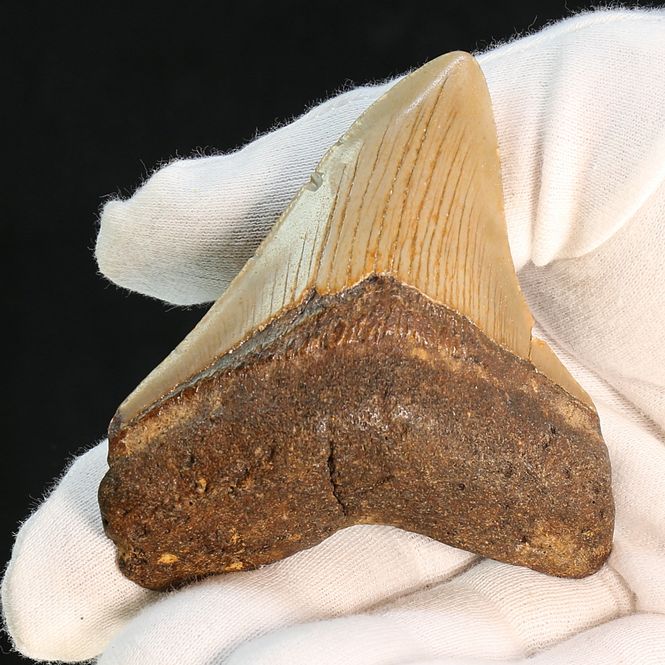 Main Image Authentic Megalodon Fossil Tooth