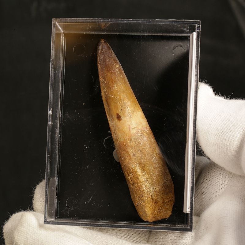 Dinosaur Teeth Spinosaurus Sp.