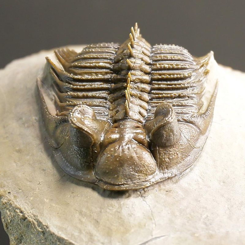  Erbenochile erbeni Trilobite ,Tower Eyed Devonian trilobite  (5 cm)