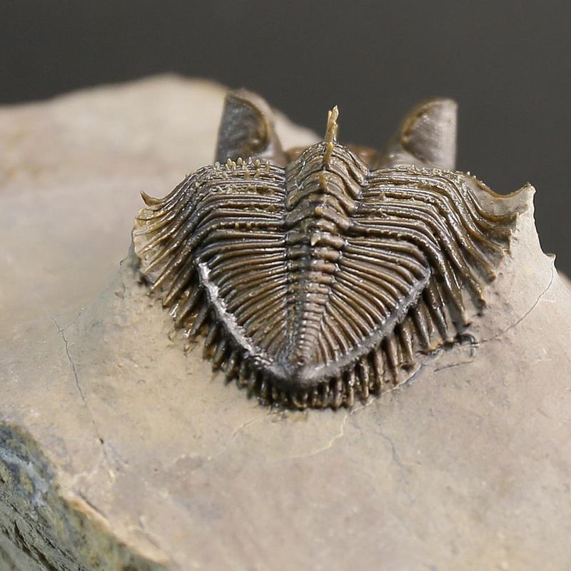  Erbenochile erbeni Trilobite ,Tower Eyed Devonian trilobite  (5 cm)