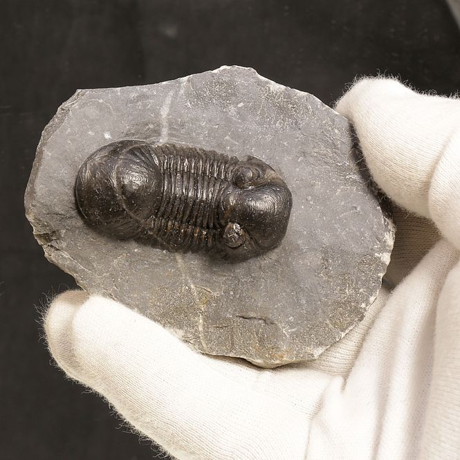 Main Image Paralejurus rehamnanus Trilobite from Morocco (5 ...