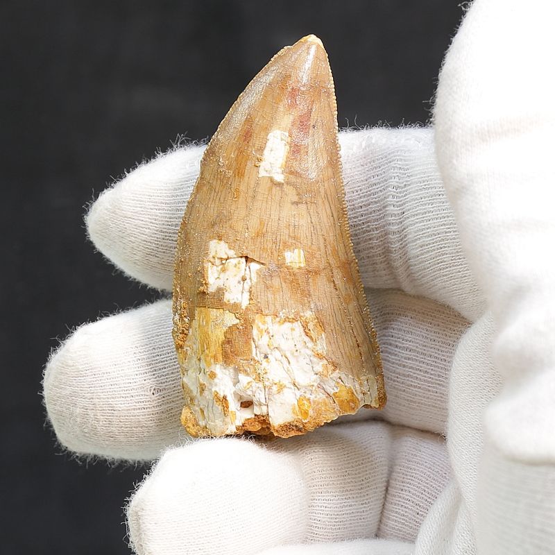 Carcharodontosaurus Tooth (5.6 cm)