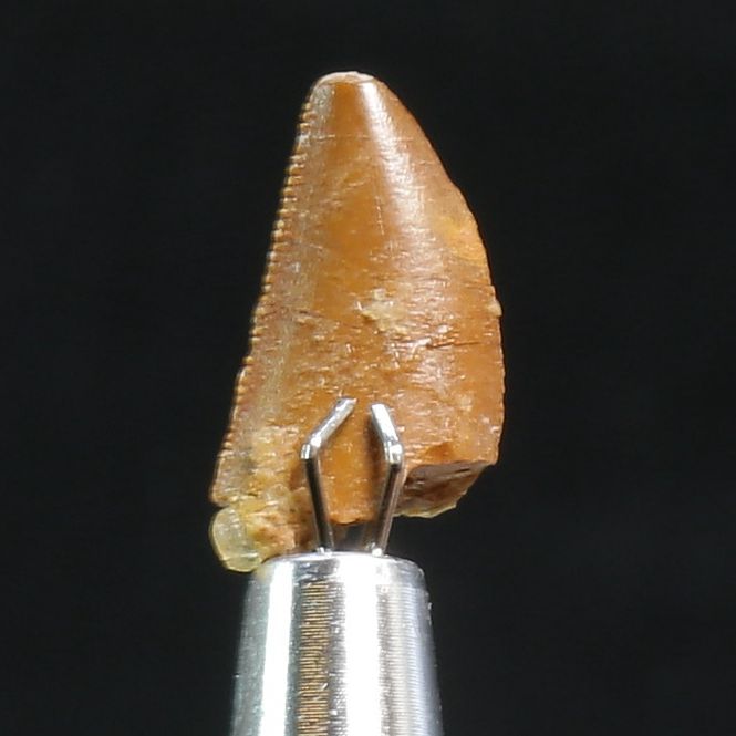 Main Image Abelisaurid Dinosaur Tooth 
