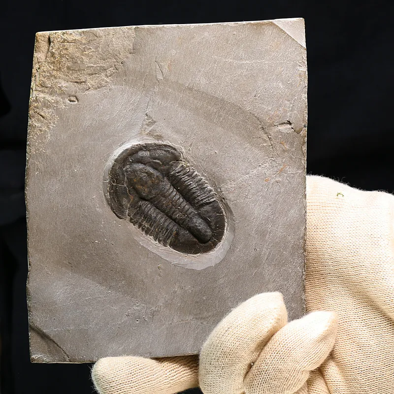  Trilobite Asaphiscus from U.S.A.
