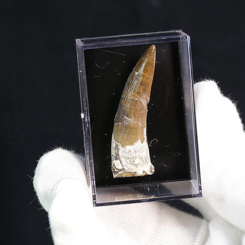 Suchomimus Tooth 